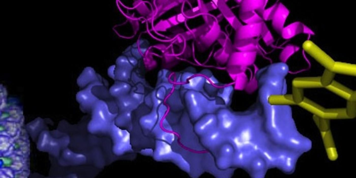 rendering of Epstein Barr Virus protein